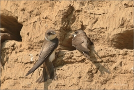 <p>BŘEHULE ŘÍČNÍ (Riparia riparia) - jižní Morava ---- /European sand martin - Uferschwalbe/</p>